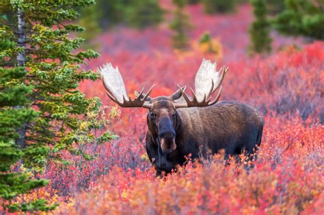 Moose In Fall Color In Denali Natl Park Fine Art Photo Print Photos