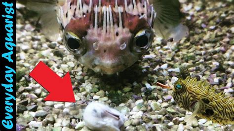 These Puffer Fish Are So Cute Feeding 8 Different Species Of Puffer