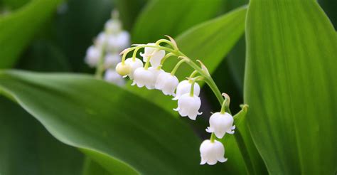 If you like high drama in the garden, plant showy eremurus bulbs. Lily Of The Valley Care Guide: How To Grow Lily Of The ...