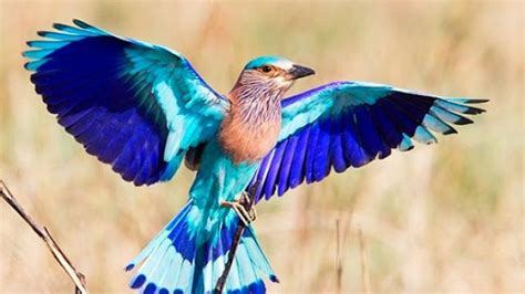 Know The Significance Of Sighting Odishas State Bird Neelkanth On