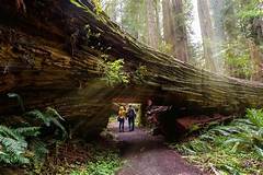 Redwood Retreats Humboldt Homes Surrounded By Majestic Trees