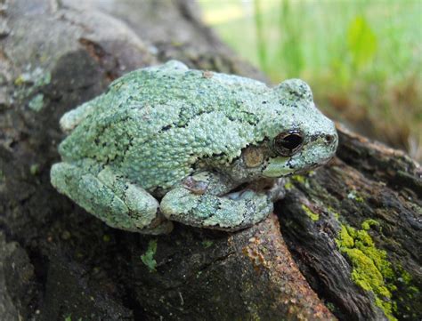 North American Frogs Description Green Treefrog North American Gray