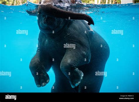 Baby Elephant Playing In Water Stock Photo Alamy