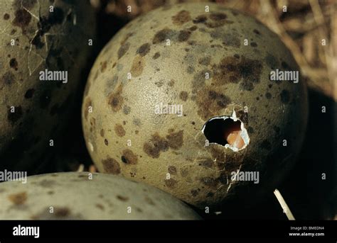 Herring Gulls Eggs Hatching Stock Photo Alamy