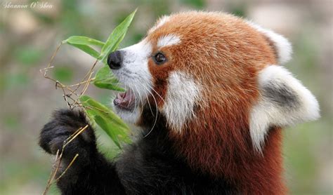 Bakgrundsbilder Röd Panda Däggdjur Fauna Terrestrial Animal Vilda