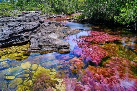 Caño Cristales El Río De Los Cinco Colores Ecolombia Tours
