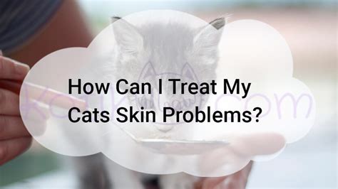 How Can I Treat My Cats Skin Problems Kotikmeow