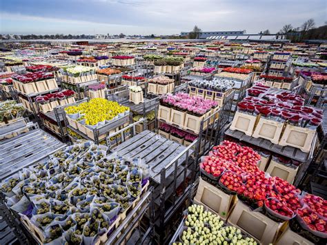 The Netherlands Huge Flower Sector Wilts As Coronavirus Hurts Business