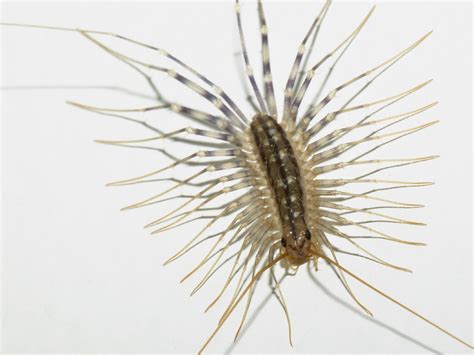 The Science Mans Blog The House Centipede