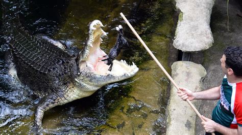 Monster Saltwater Crocodile Weighing Over 1300lbs Caught By Rangers In