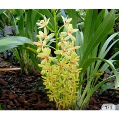 Jual Anggrek Cymbidium Chloranthum Shopee Indonesia