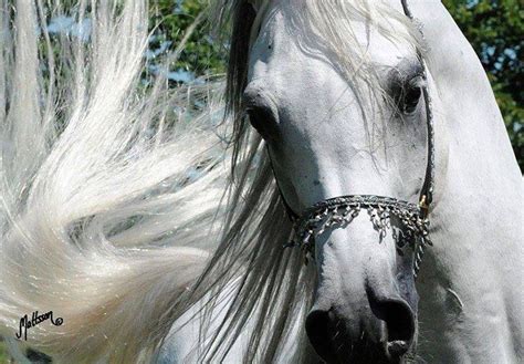 اجمل الخيول العربية ووردز