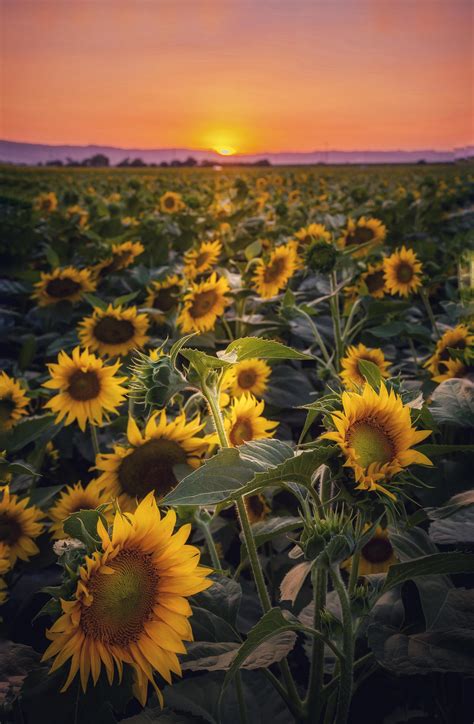 Hunting Down Sunflower Fields In Dixon California 2954x4516 Oc R