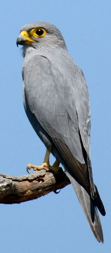 Grey Kestrel