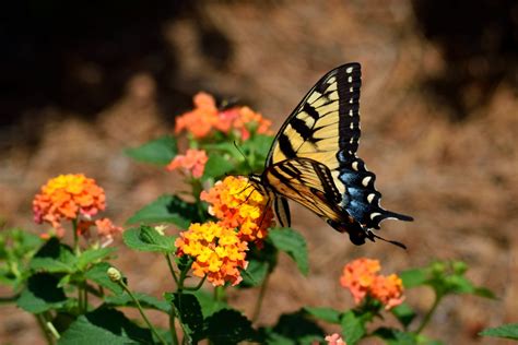 Tiger Swallowtail Butterfly Free Stock Photo Public Domain Pictures