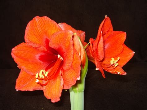 Free Images Petal Red Flower Gladiolus Flowering Plant