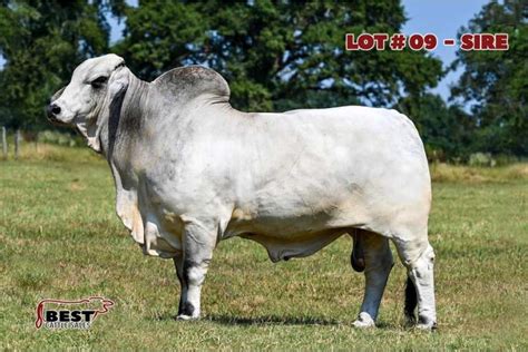 Lot 09 Embryo Package Jdh Sir Leon Manso 7766 Et X Pcc Dream To