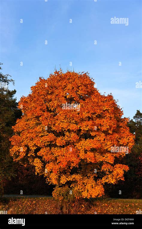 Fall Foliage Norway Maple Trees High Resolution Stock Photography And