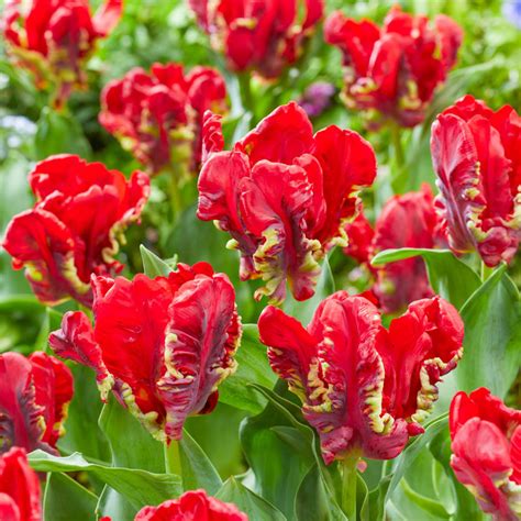 Shop Seadov Parrot Tulip Online Spring Bulbs Brecks