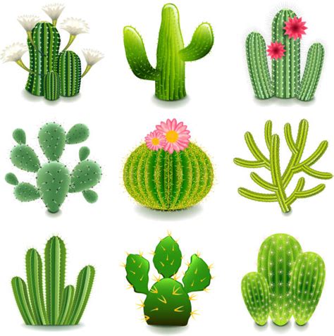 Best Cactus Flower Illustrations Royalty Free Vector Graphics And Clip