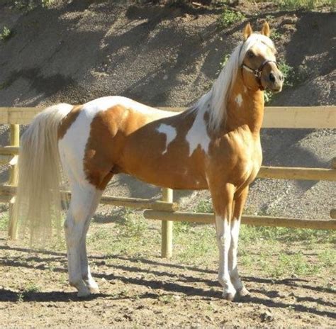 13703 Best Beauty Of Horses Images On Pinterest Beautiful Horses