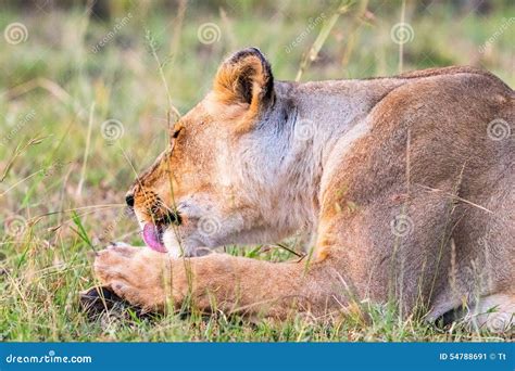 Lioness Licking Her Paw Stock Image Image Of Beauty 54788691