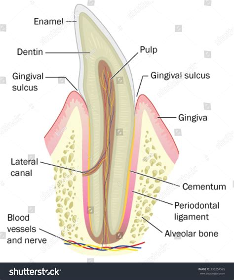 Cross section of the bone has circular shape ravely (see fig. Cross Section Tooth Showing Bone Gum Stock Vector ...