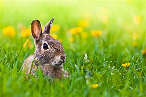 File:Late for Easter.jpg - Wikimedia Commons