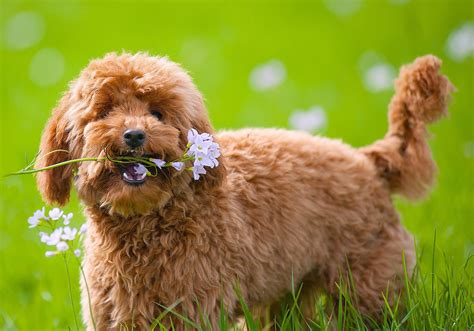 Dog Toy Poodle Poodle Flowers Wallpapers Hd Desktop And Mobile