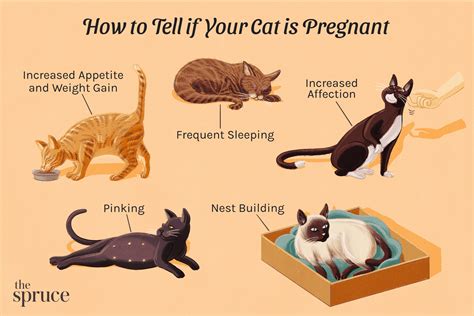 Pregnant Cat And Newborn Kitten Facts Furry Friends