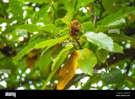 Castanea Sativa Miller Hi Res Stock Photography And Images Alamy