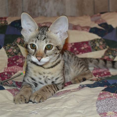 36 Top Images F5 Savannah Cat For Sale Ny F5 Savannah Kittens