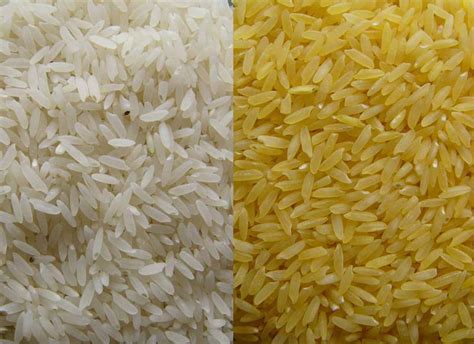 Basmati And Non Basmati Rice At Best Price In Delhi Silk Route Exim Pvt