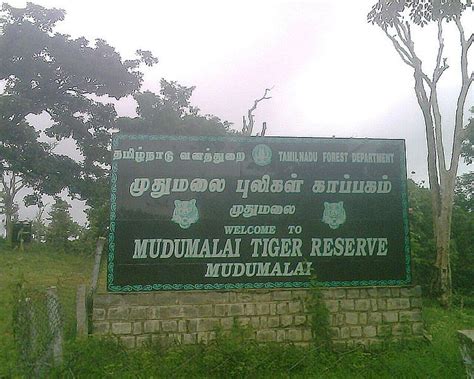 How To Reach Mudumalai Wildlife Sanctuary Tamil Nadu Wildlife