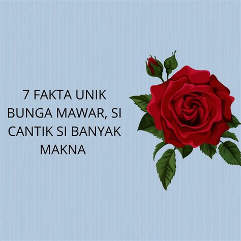 7 Fakta Unik Bunga Mawar Si Cantik Banyak Makna Ukm Lpm Teropong Umsu