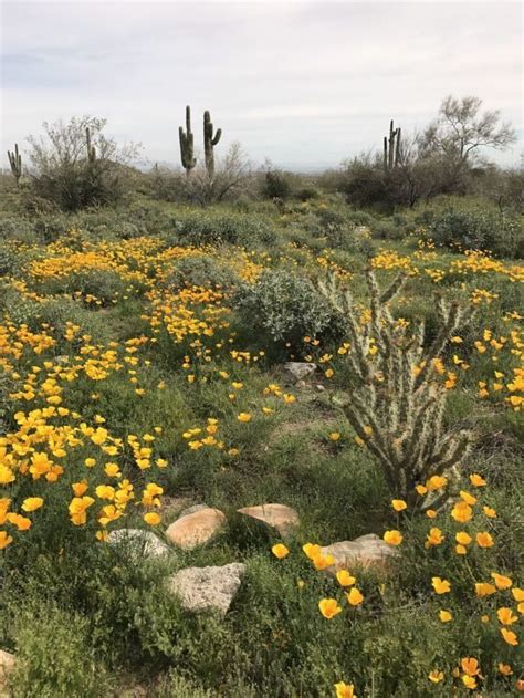 Visit Around March To Witness One Of The Largest Wildflower Hotspots In