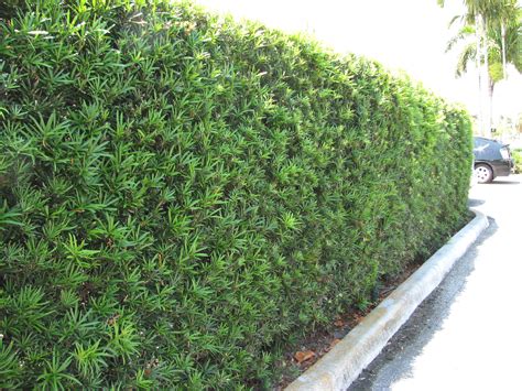 What Plants Make Good Hedges In Florida Fast Growing Hedges For