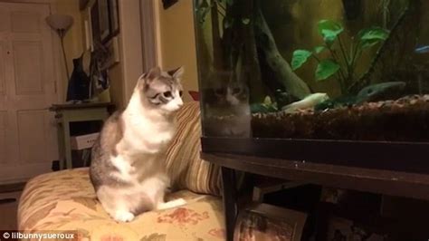 Cat With Two Legs Is Capable Of Doing Life Just Like You