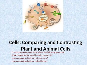 Aug 19, 2020 · plant cells are larger than animal cells. Distance Learning: Cells: Compare and Contrast Plant and ...