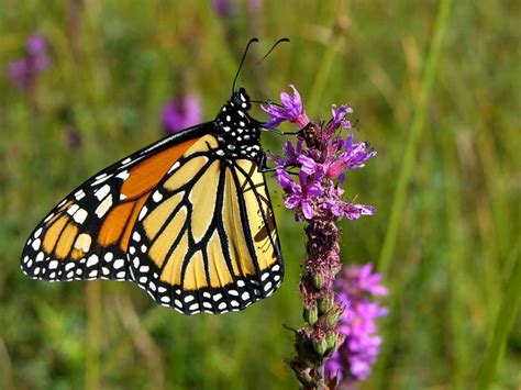 Can We Save The Monarch Migration Loss Of Milkweed In American