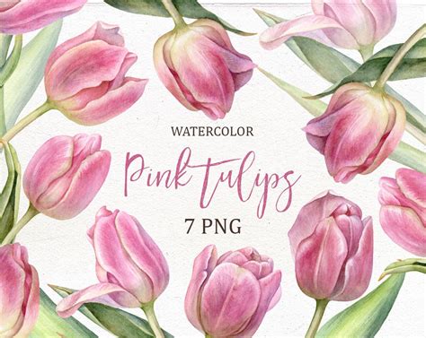 Watercolor Tulip Clip Art Hand Painted Tulips Pink Tulips Clipart