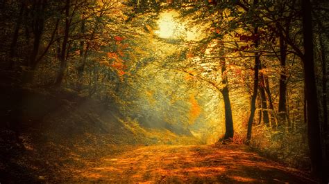 Wallpaper Autumn Forest Road Trees Sunlight 2560x1600 Hd Picture Image