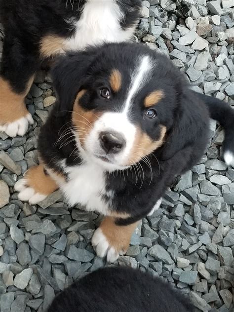 Bernese Mountain Dog Puppies For Sale Arlington Wa 302442