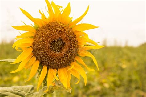 Big Yellow Sunflower Stock Image Image Of Closeup Close 101127181