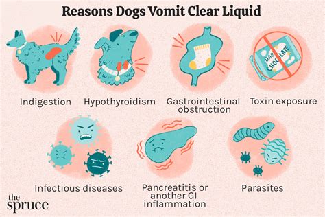 What To Do If Your Dog Is Throwing Up Clear Liquid