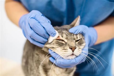 Fungal Infections In Cats Causes And Treatment Los Angeles Vets