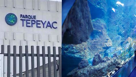 Quién es el dueño del Acuario Tepeyac el nuevo destino que emociona a