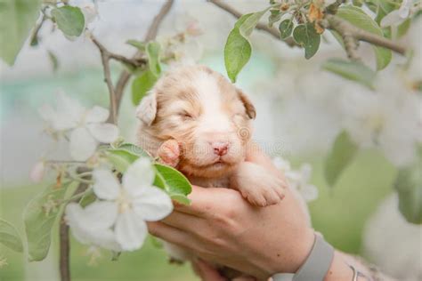 Australian Shepherd Puppy Newborn Puppy Stock Image Image Of
