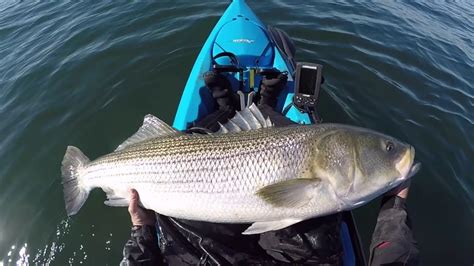 Big Striped Bass From A Kayak Youtube