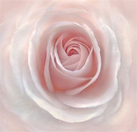 Rose Photograph Everlasting Pink Rose Flower By Jennie Marie Schell